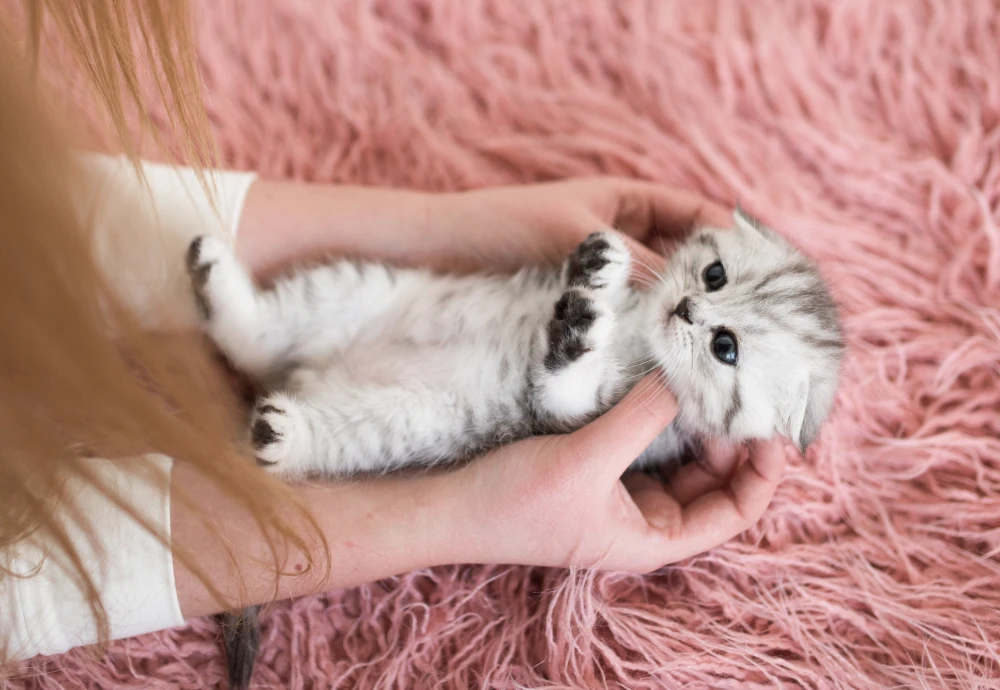 video camera to watch pets